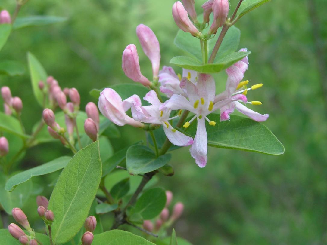 Tatarian Honeysuckle flower