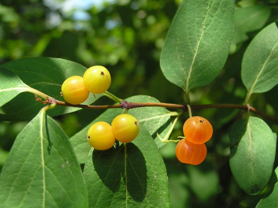 Tatarian Honeysuckle fruit
