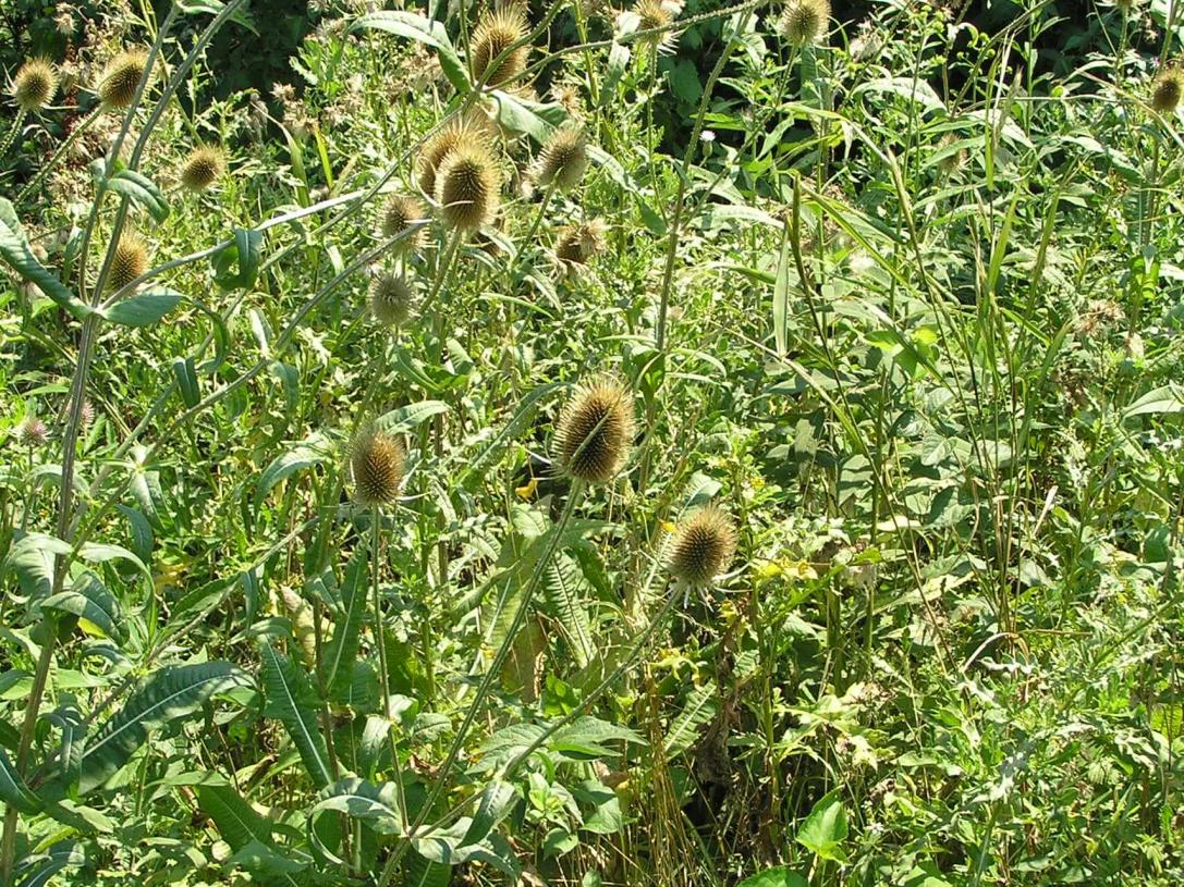 Teasel habit