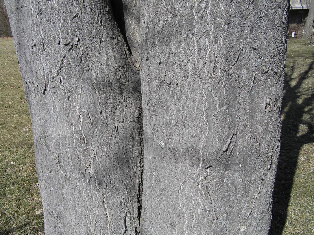Tree of Heaven bark