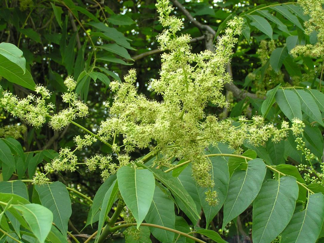 Tree of Heaven flower