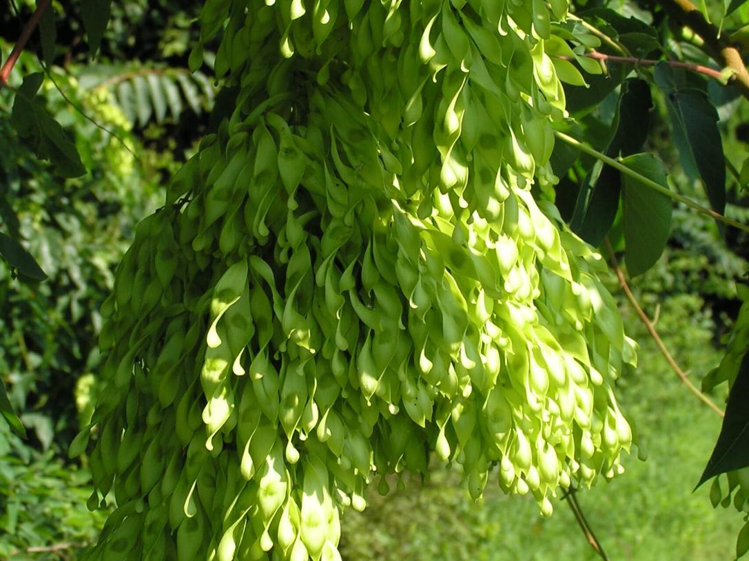 Tree of Heaven fruit