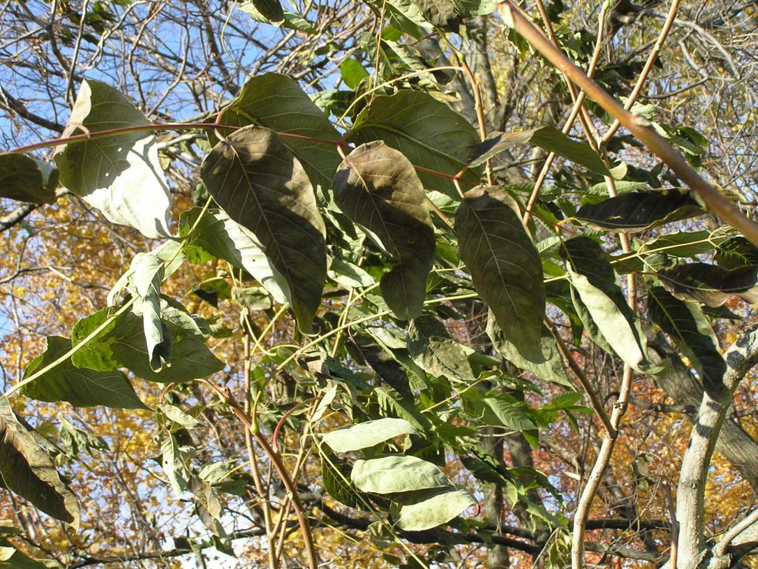 Tree of Heaven leaves