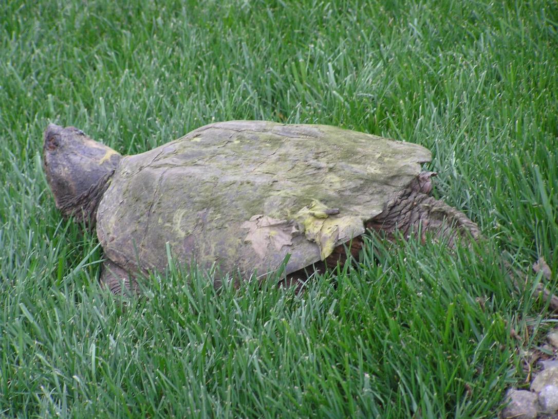 Common Snapper Turtle 