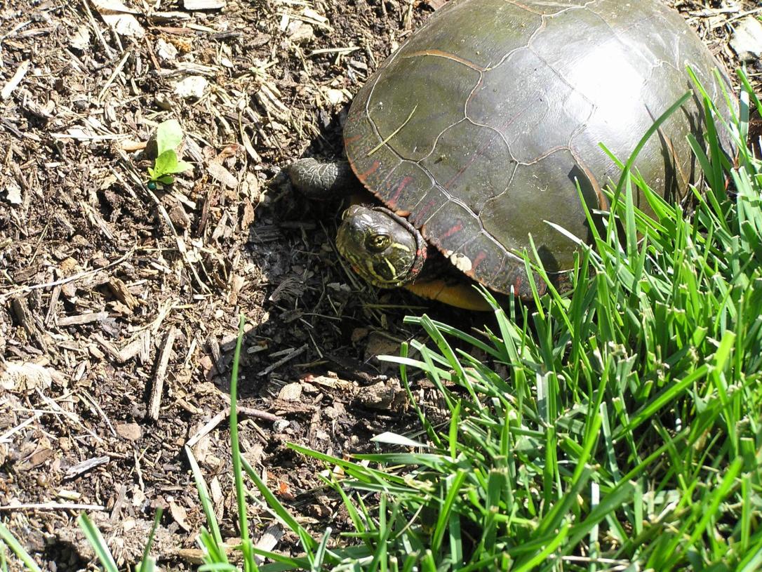 Painted Turtle