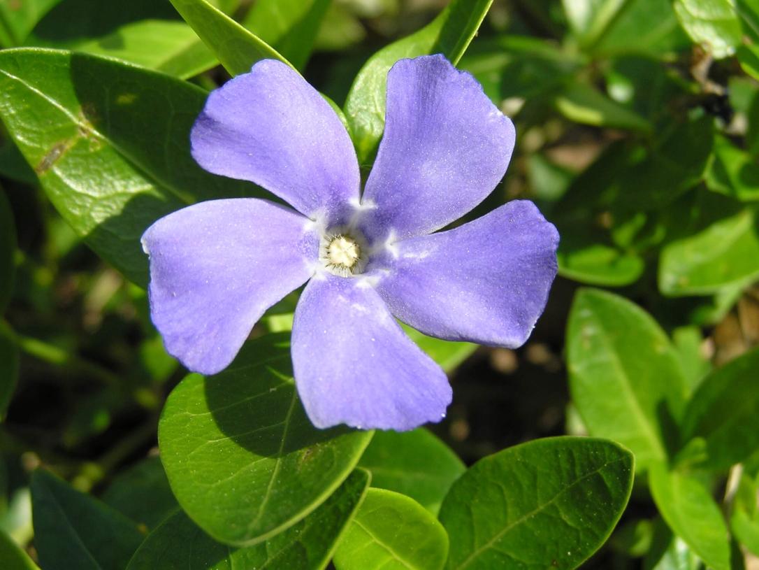 Vinca flower