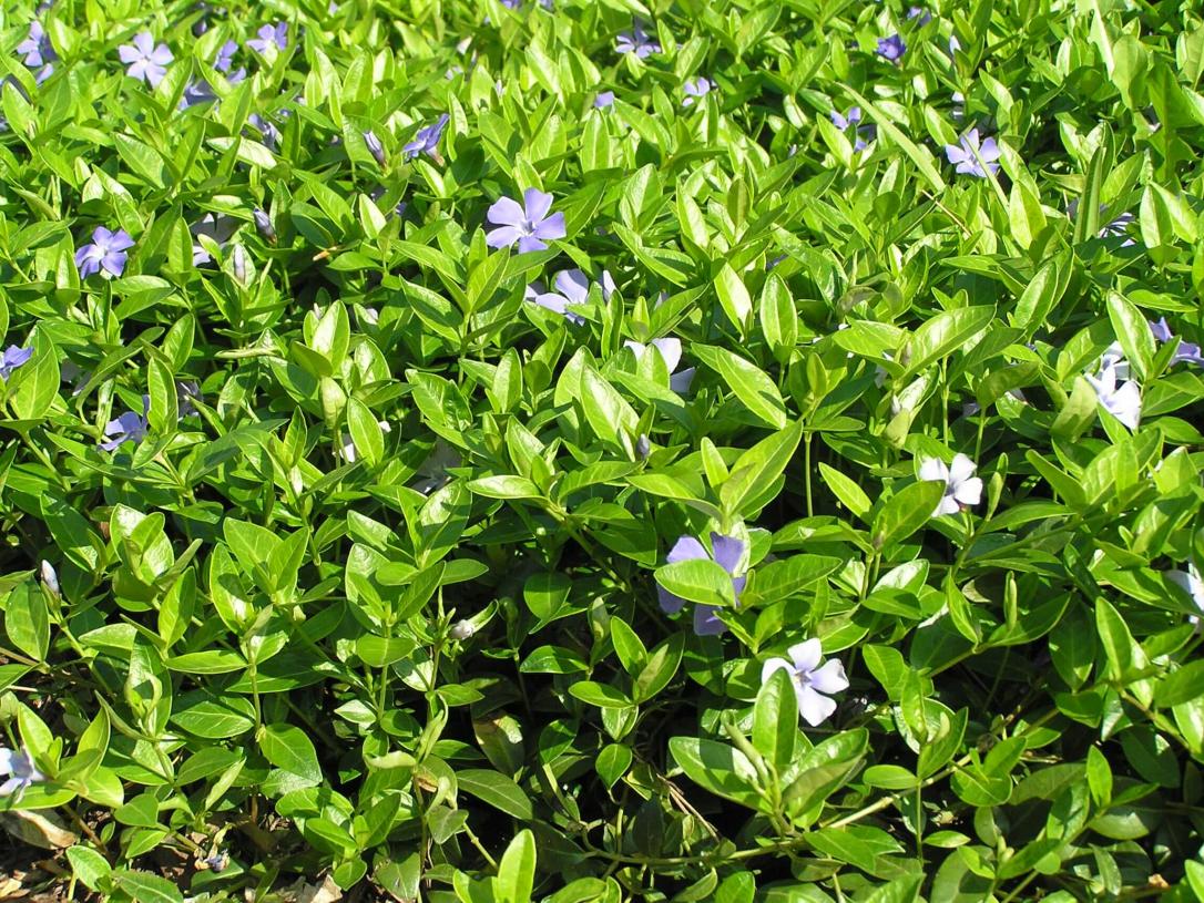 Vinca habit