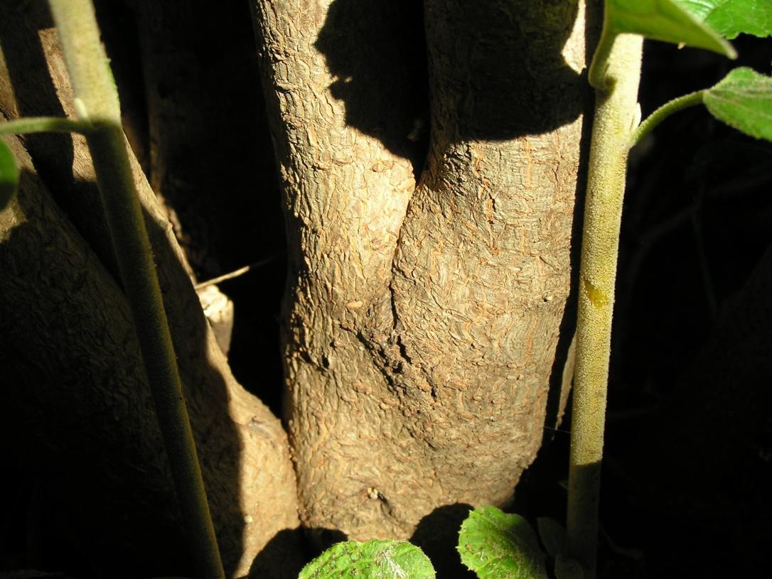 Wayfaringtree Viburnum bark