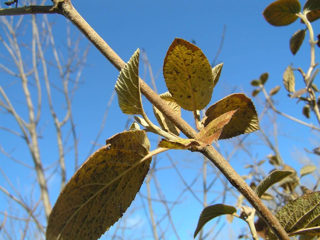 Wayfaringtree Viburnum branch