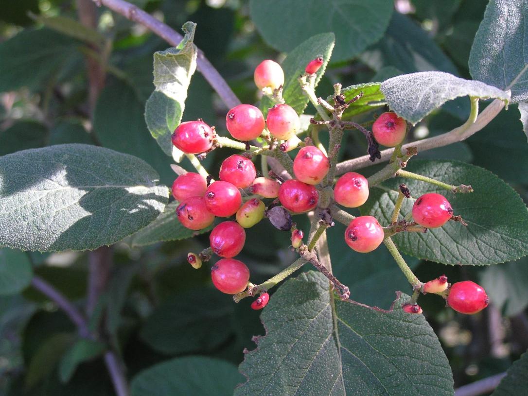 Wayfaringtree Viburnum fruit