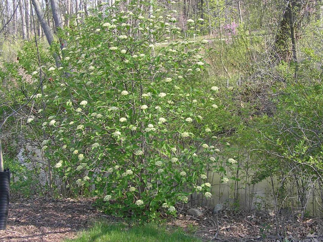 Wayfaringtree Viburnum habit