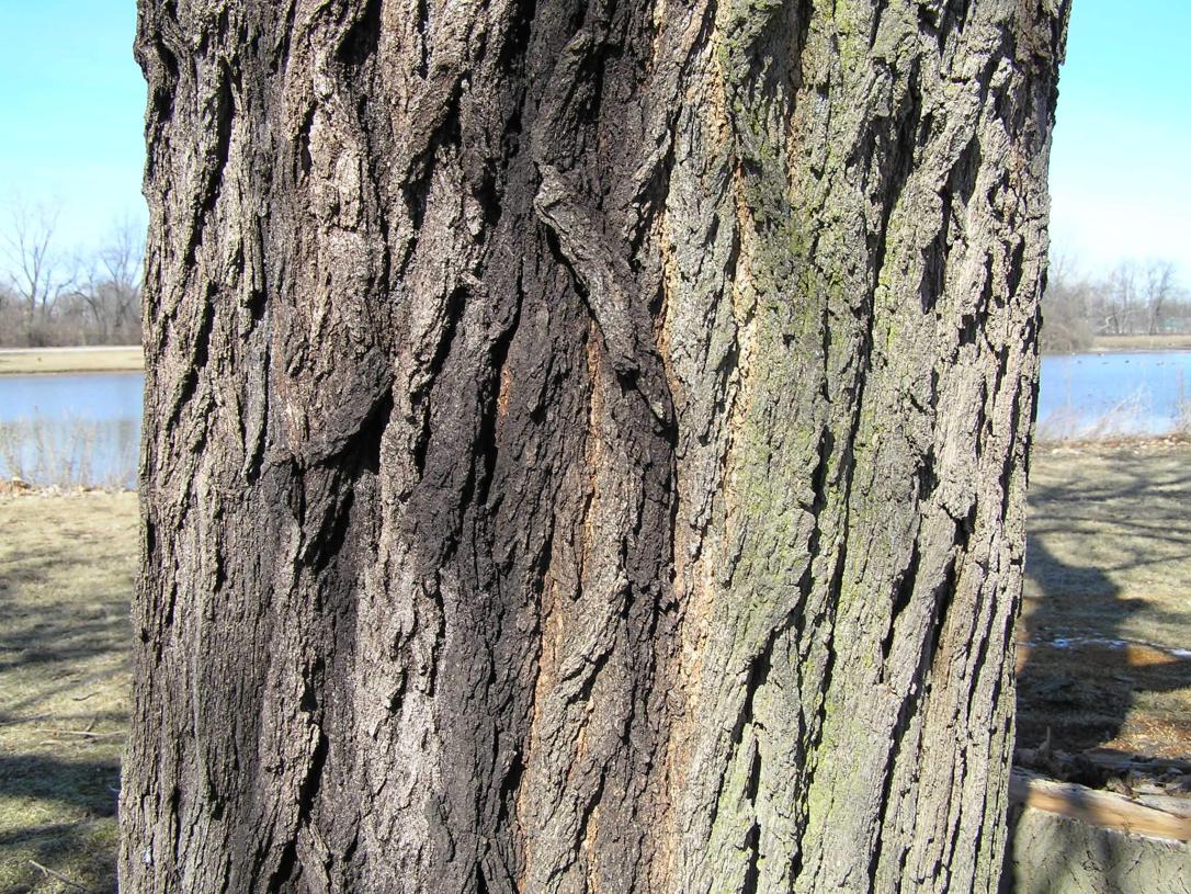 White Mulberry bark