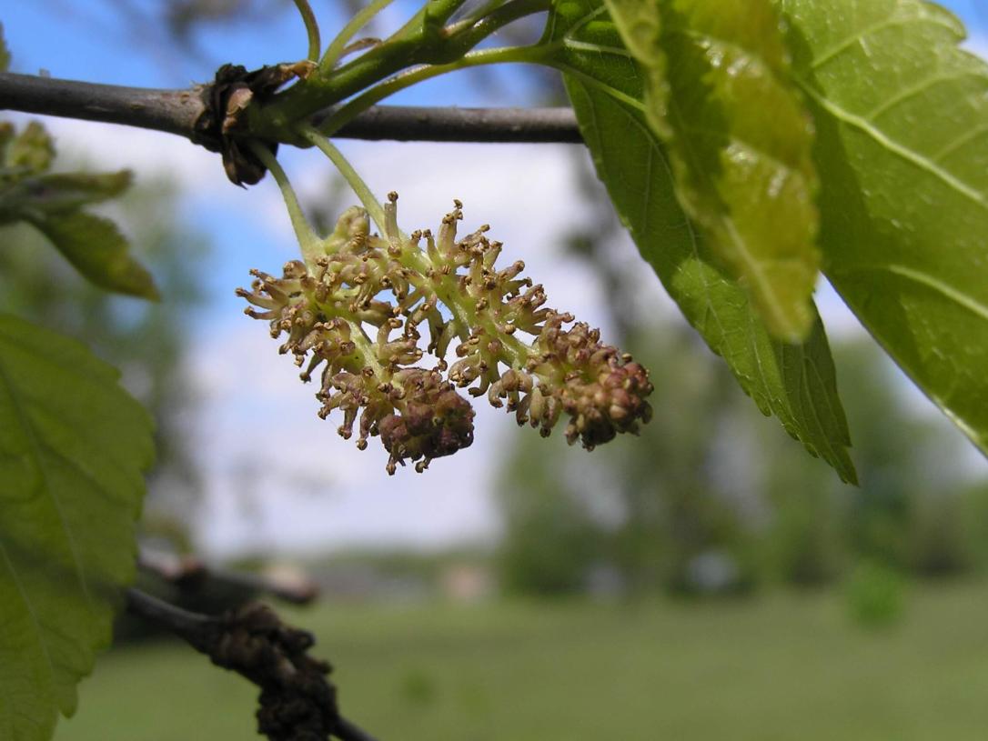 White Mulberry flower