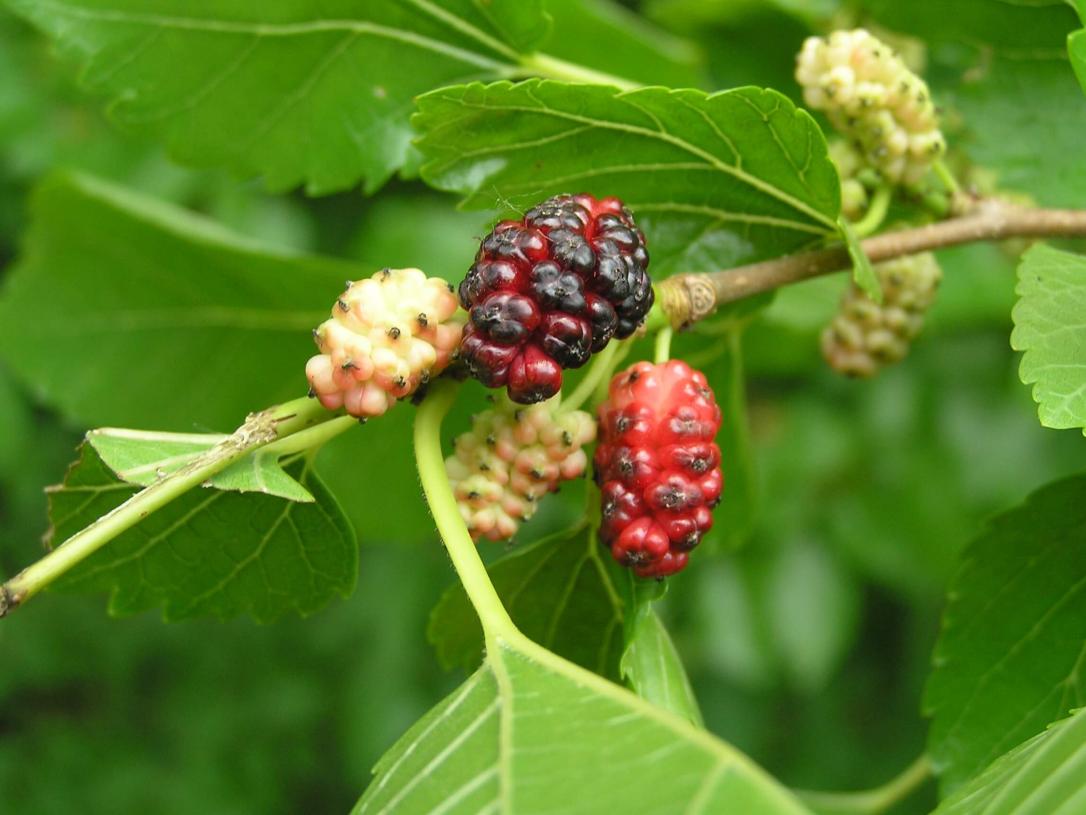 White Mulberry fruit