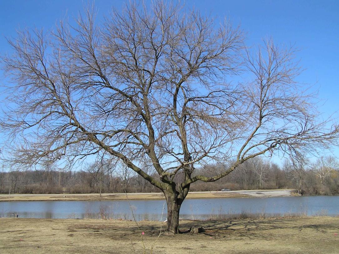 White Mulberry habit