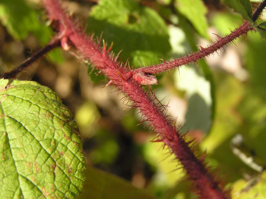 Wine Raspberry bud