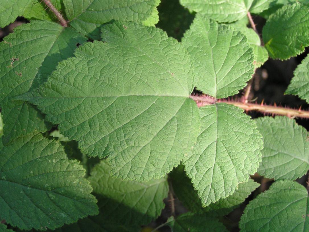 Wine Raspberry leaves