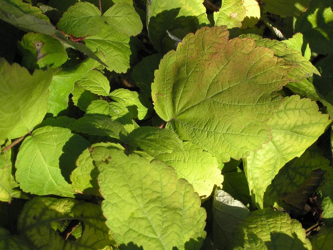 Wine Raspberry leaves