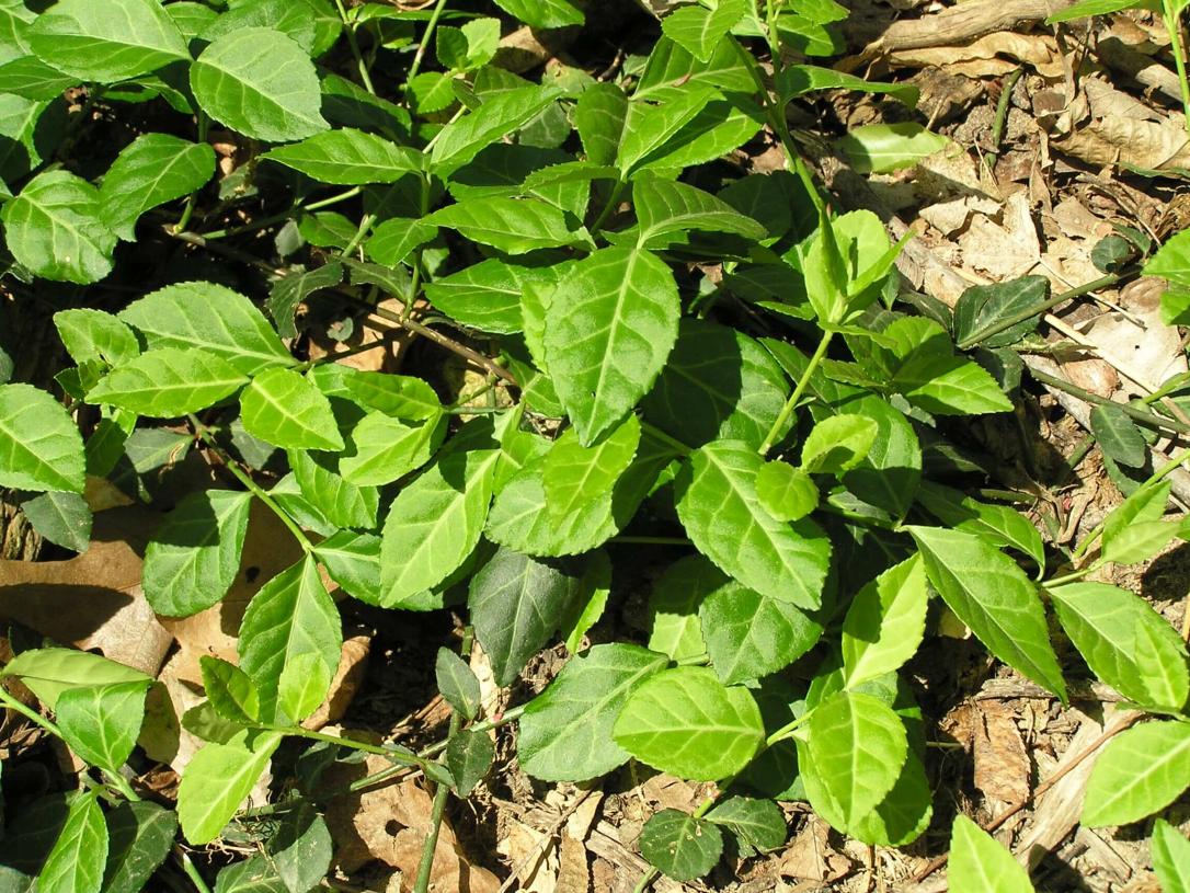 Wintercreeper habit
