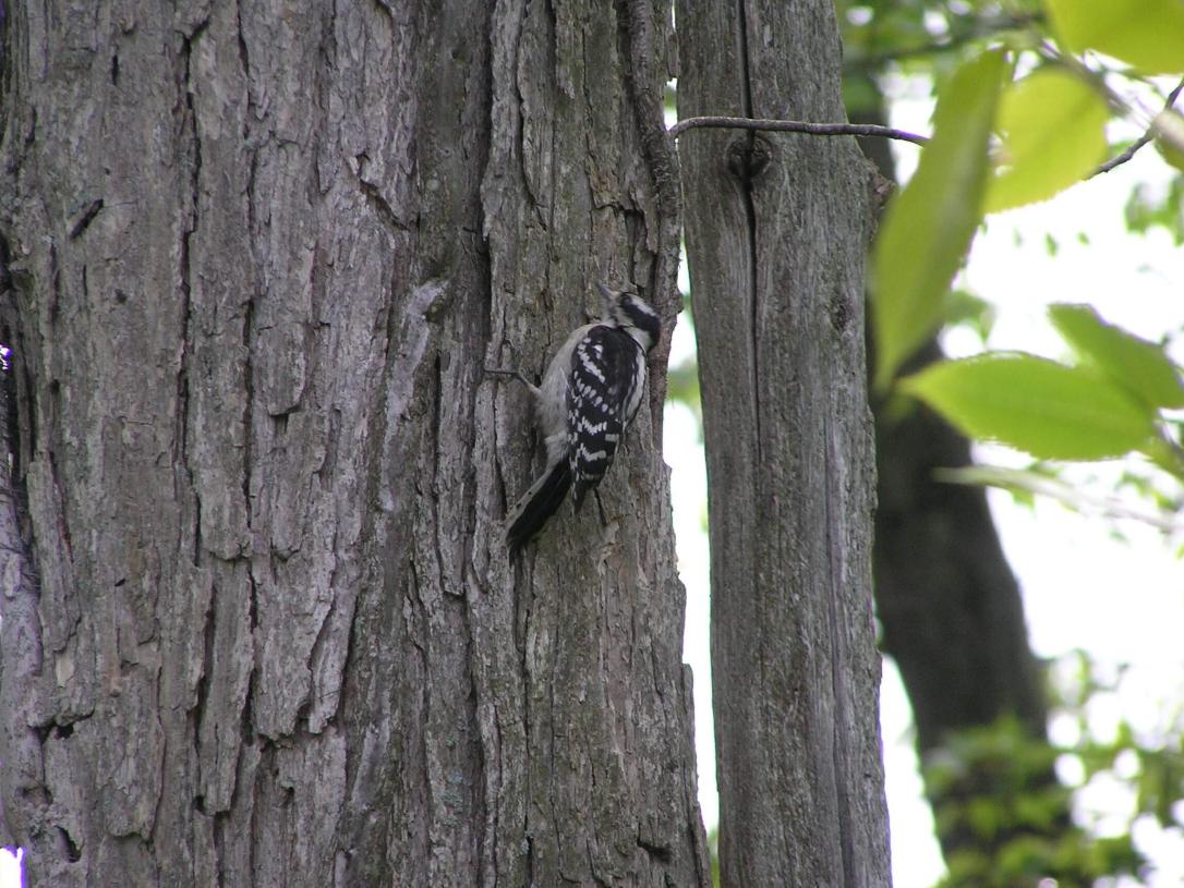 Downy Woodpecker
