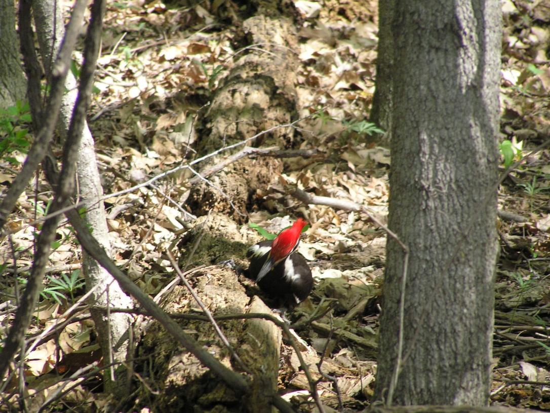 Piliated Woodpecker 