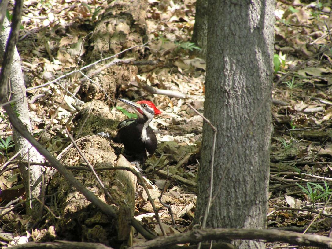 Piliated Woodpecker 
