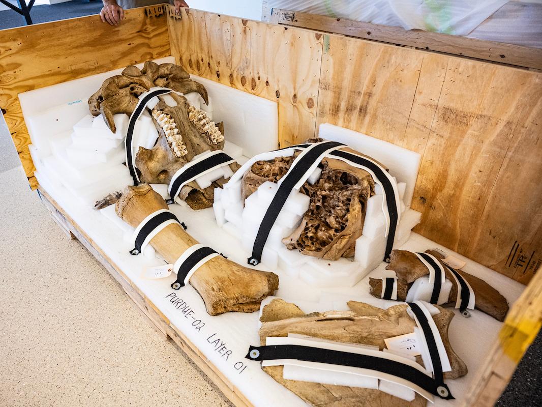 The mastodon bones were packed on Aug. 22, 2023 for shipment to Trenton, Ontario, where they would be coated for mounting in a new display case.