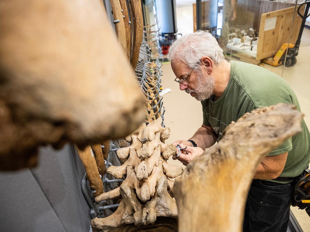 Garth Dallman, part of the skeleton crew mounting Donna in the display, works on the spine from inside the case.