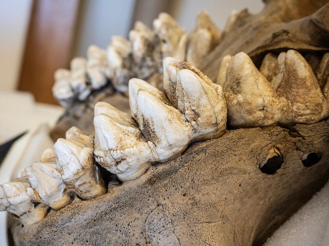 One way to tell Donna was aged in her late teens or slightly older at the time of her death is by studying her teeth.