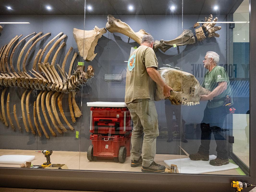 Thom and Dallman move the skull of Edgar into the case. Edgar was found at the same location as Donna, but there’s no definitive answer if he was Donna’s offspring, though she did give birth to two calves.
