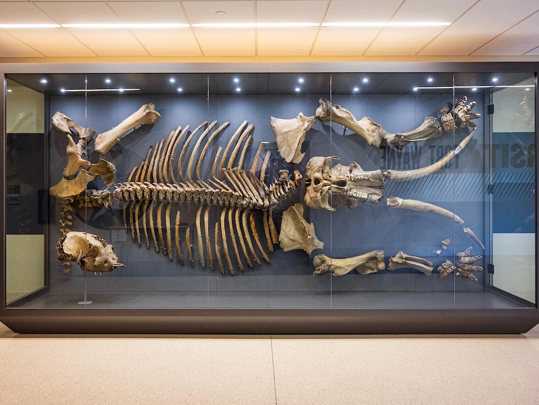 After eight years of being stored in the basement of Walb Student Union, the 14,000-year-old body of Donna is once again brought back to life in a modern display.
