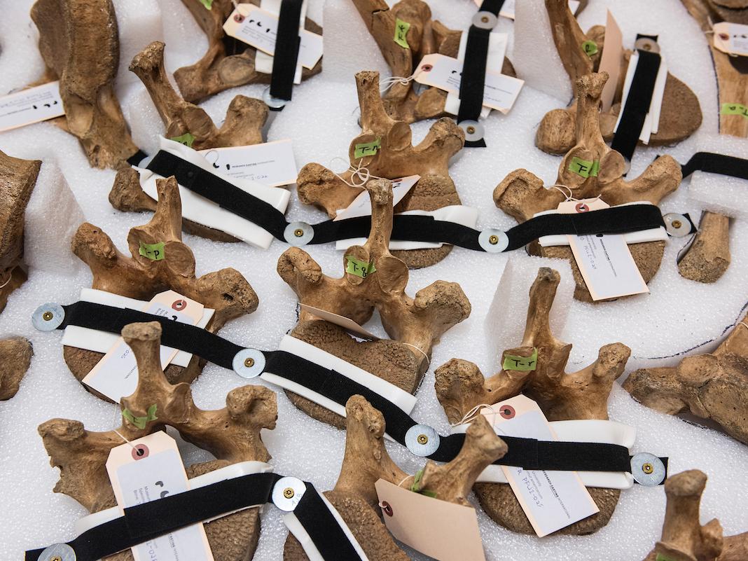 The Mastodon bones are prepared in August, 2023 for transport to Ontario’s Research Casting International for preparation for the current display.