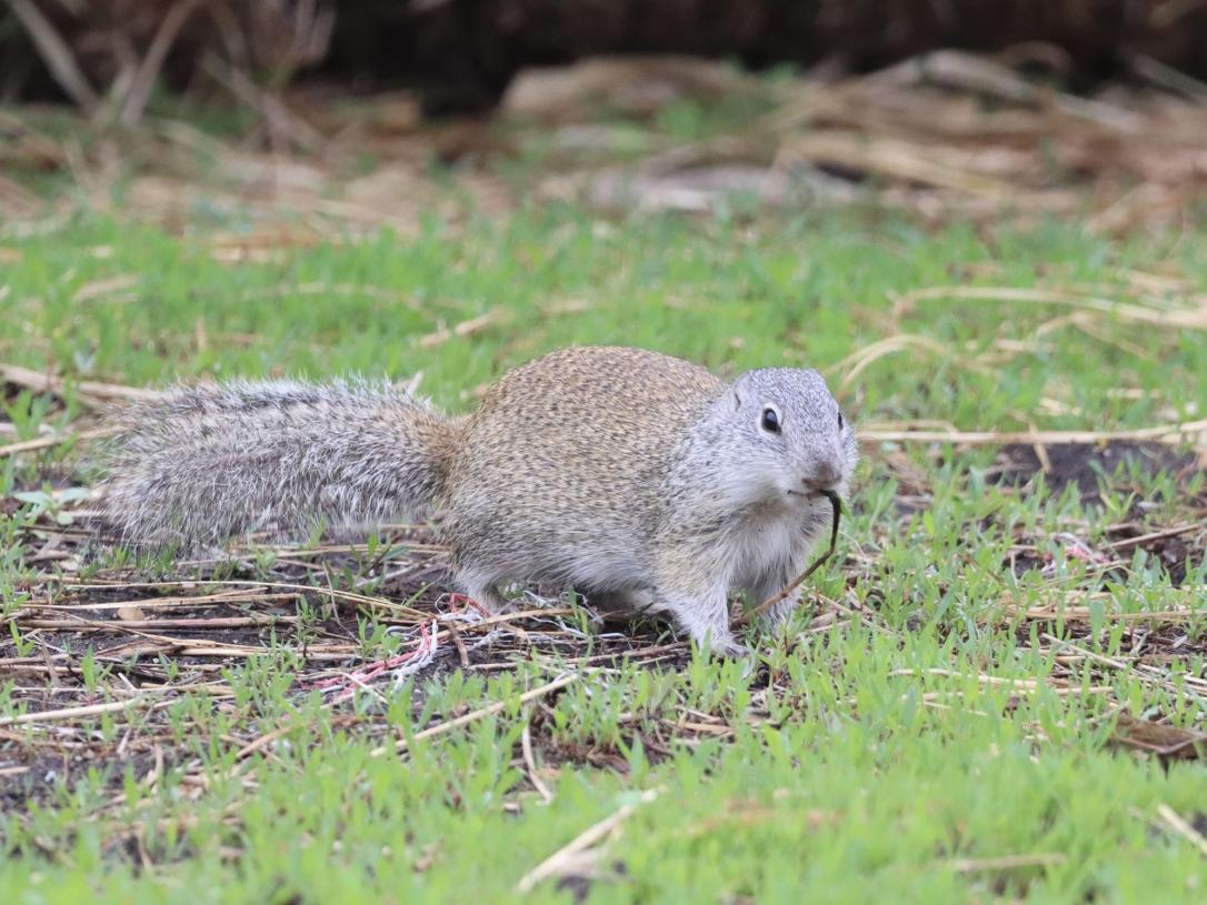 Franklin's ground squirrel