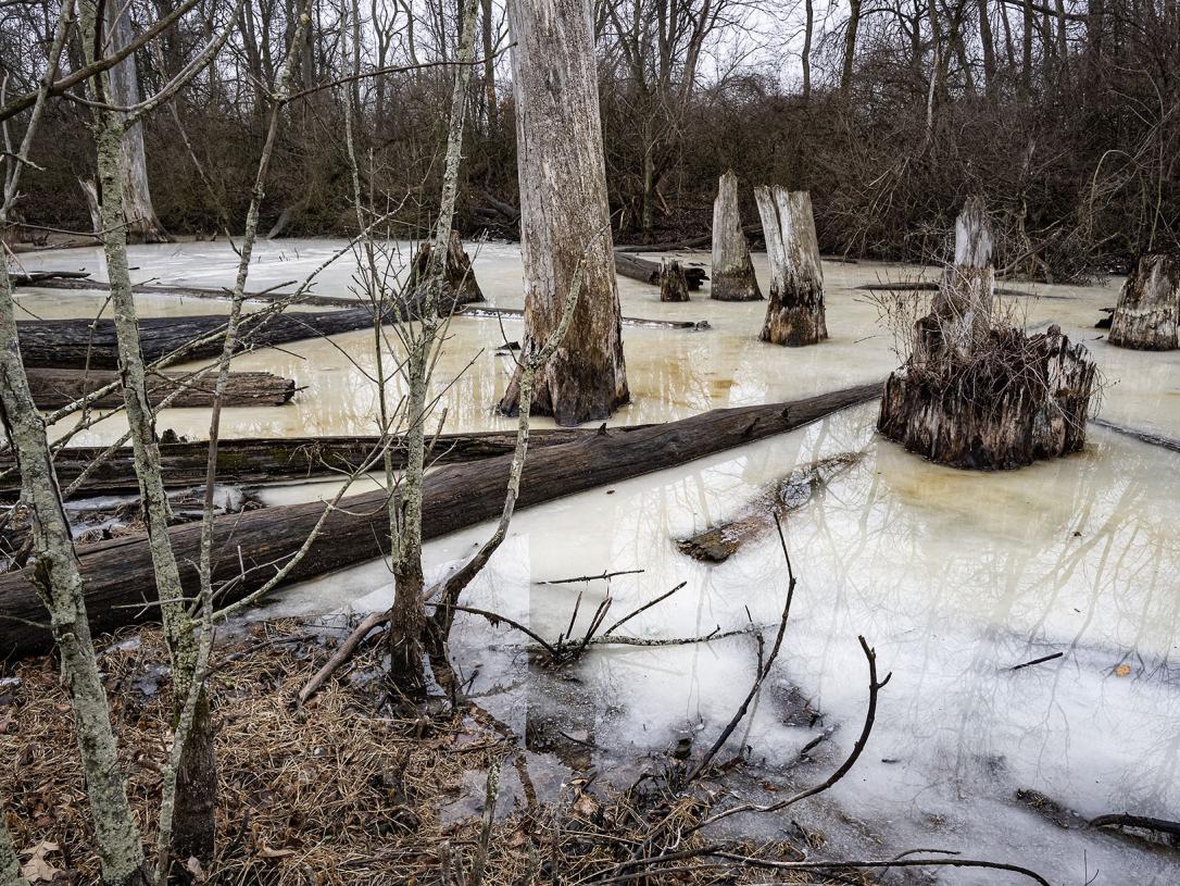 Wetlands