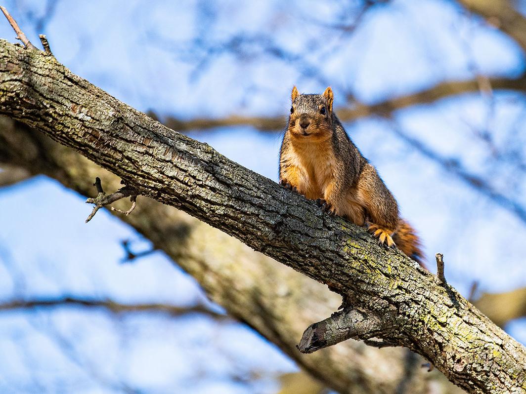 A curious squirrel perches in a tree