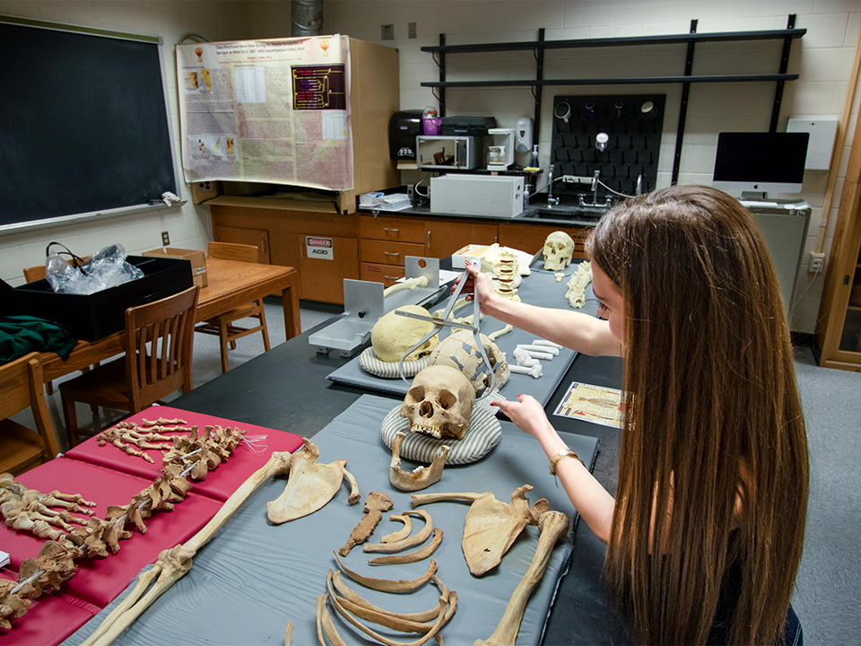 COLA_ANTH student studying skeletal remains