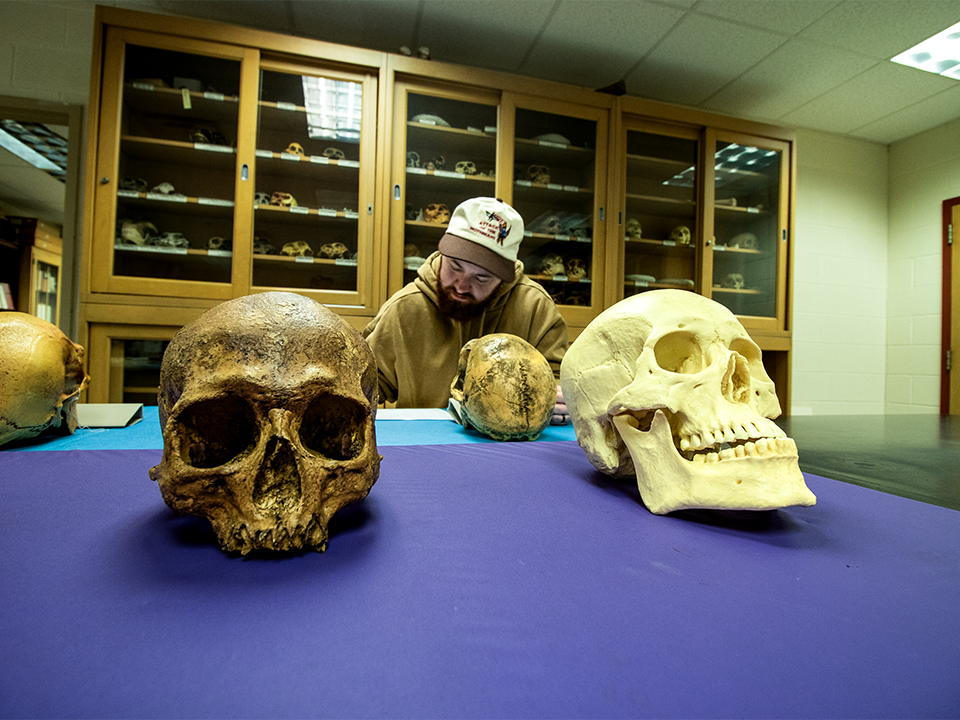 COLA_ANTH Lab student studying skulls