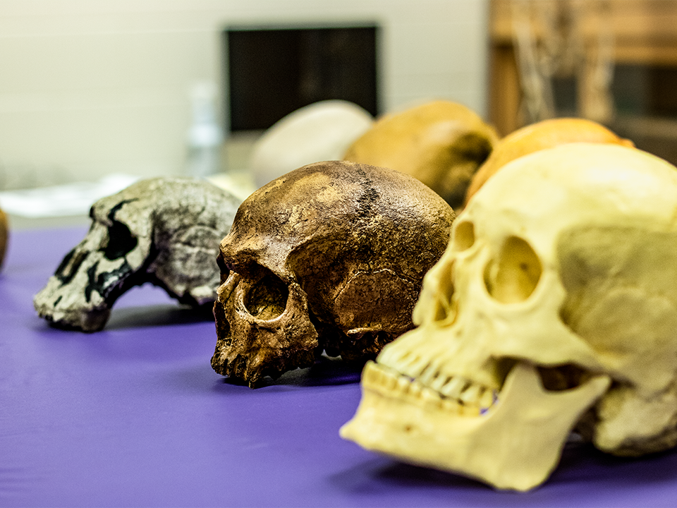 COLA_ANTH Lab skulls on display