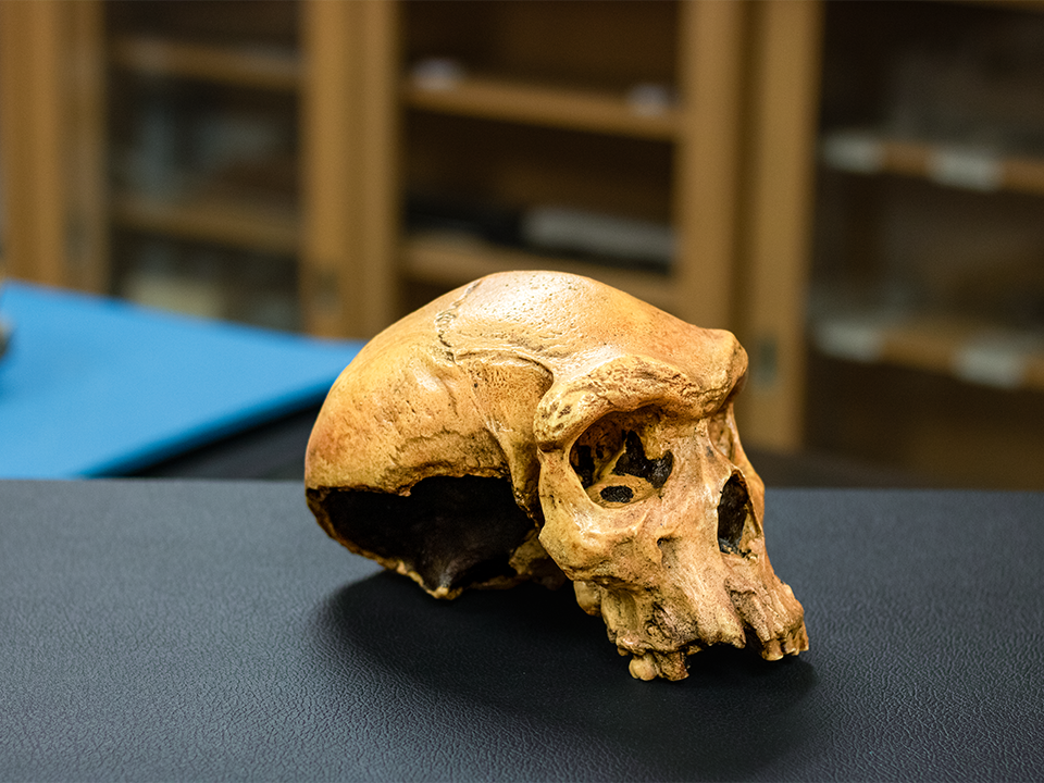 COLA_ANTH Lab skull profile