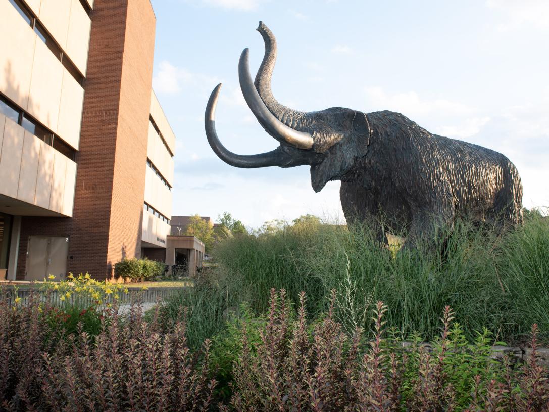 The mastodon statue outside of Helmke Library