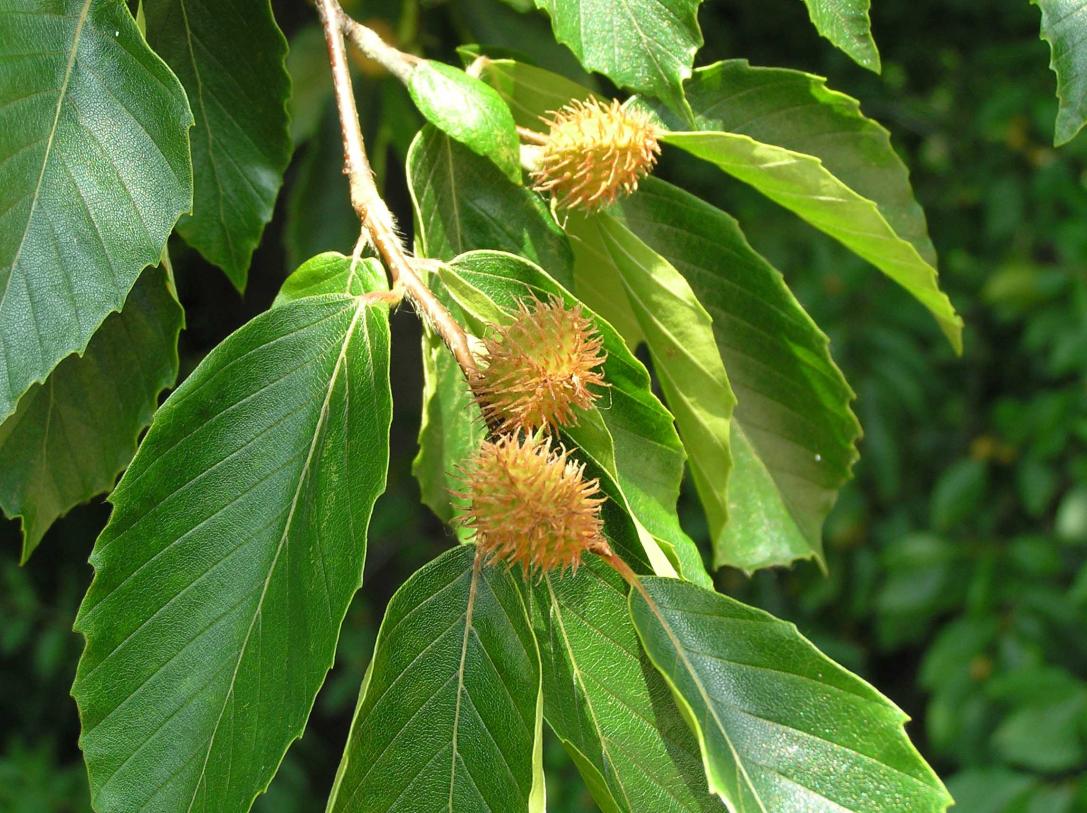 Tree fruit