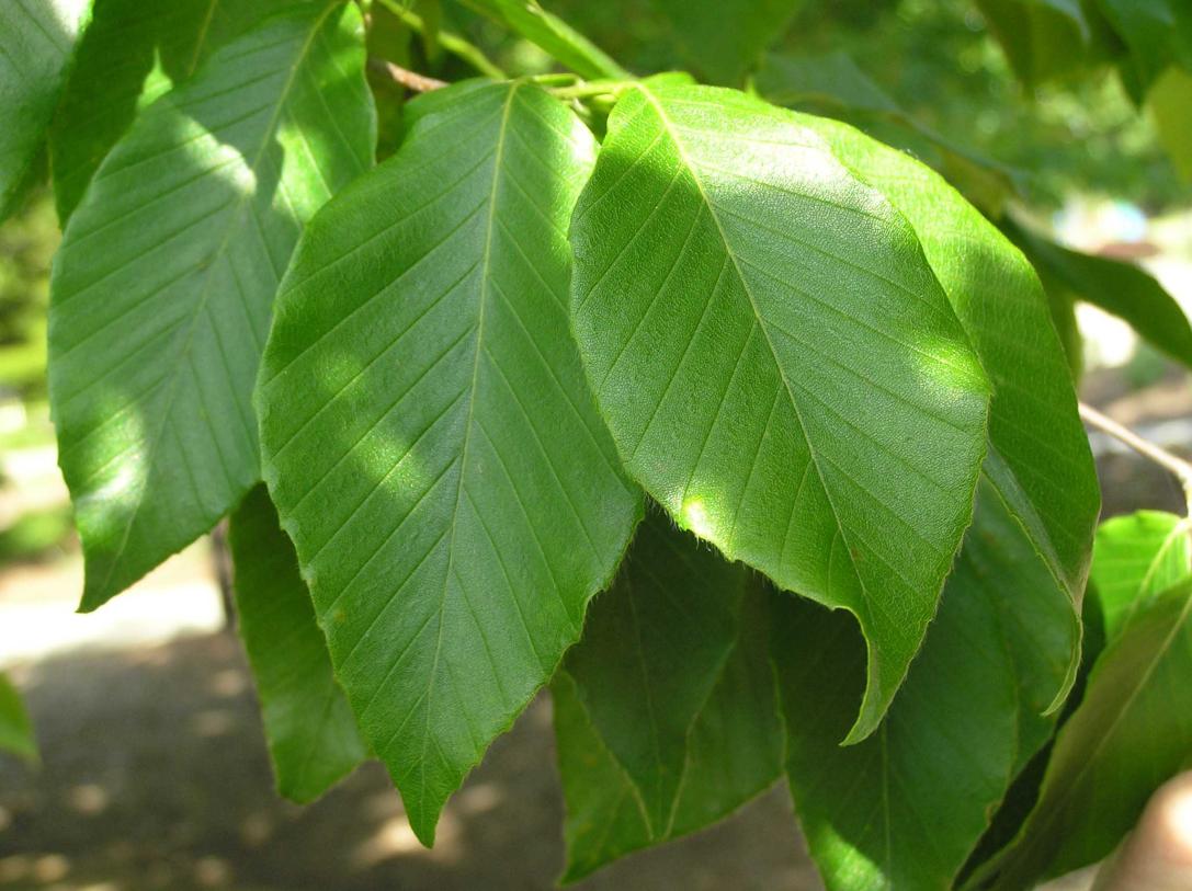 Tree leaves