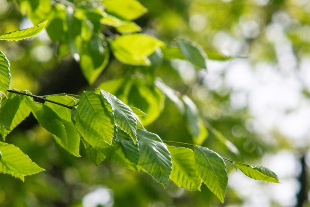 Tree leaves