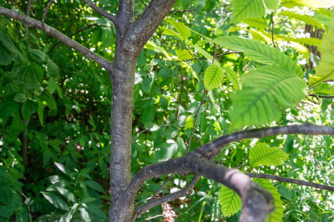 Tree branch