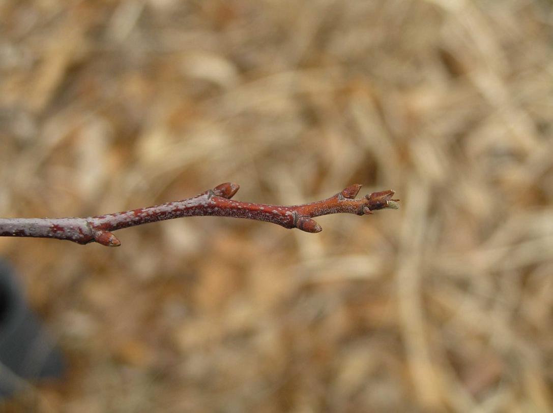 Tree bud