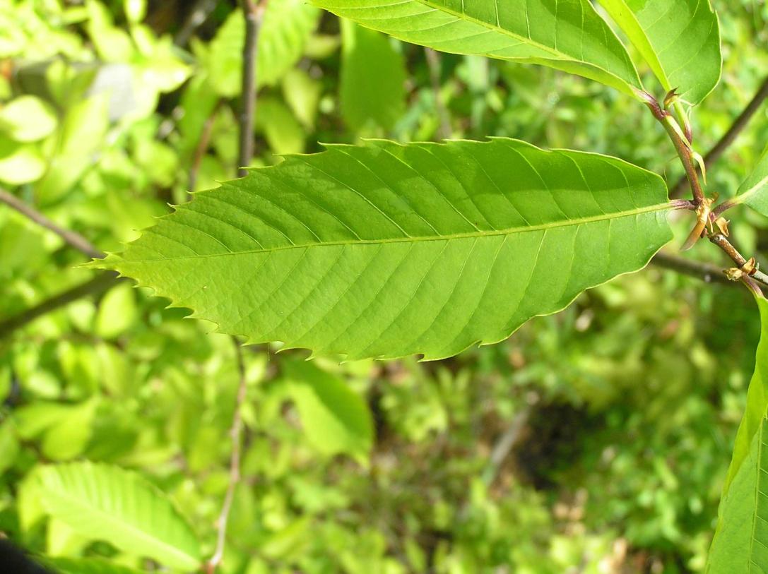 Tree leaves
