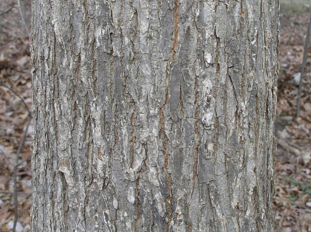 Tree bark