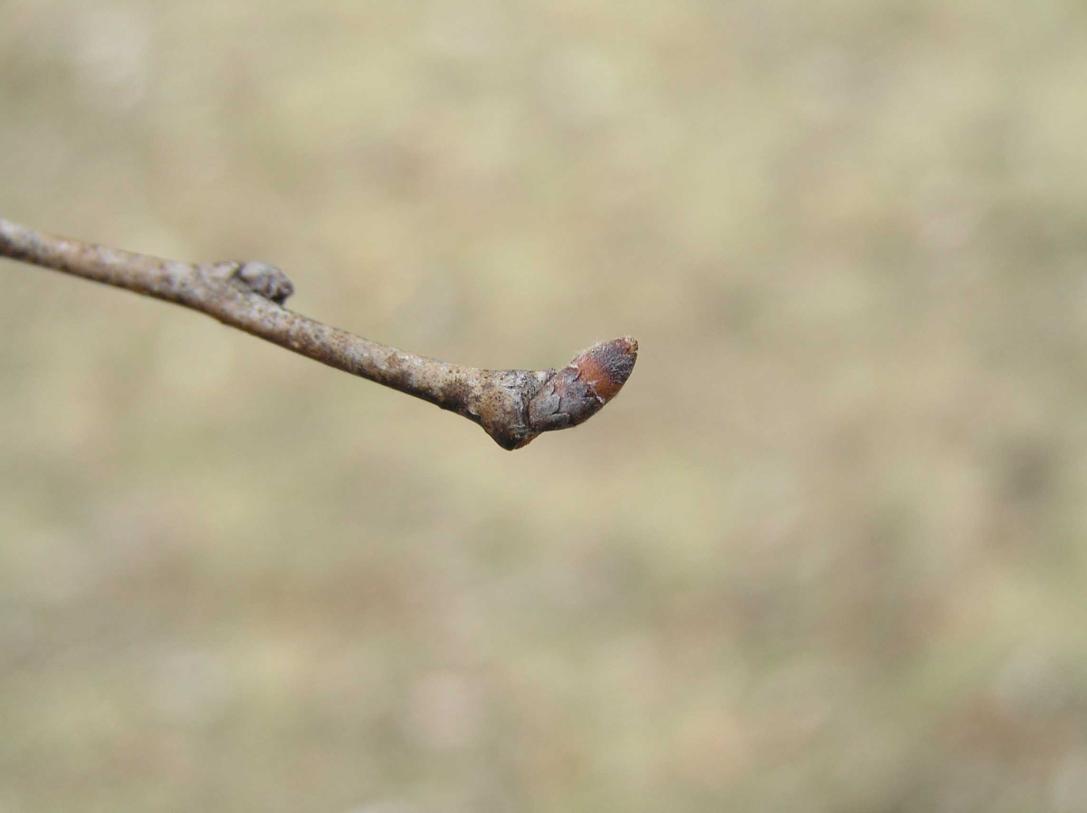 Tree bud