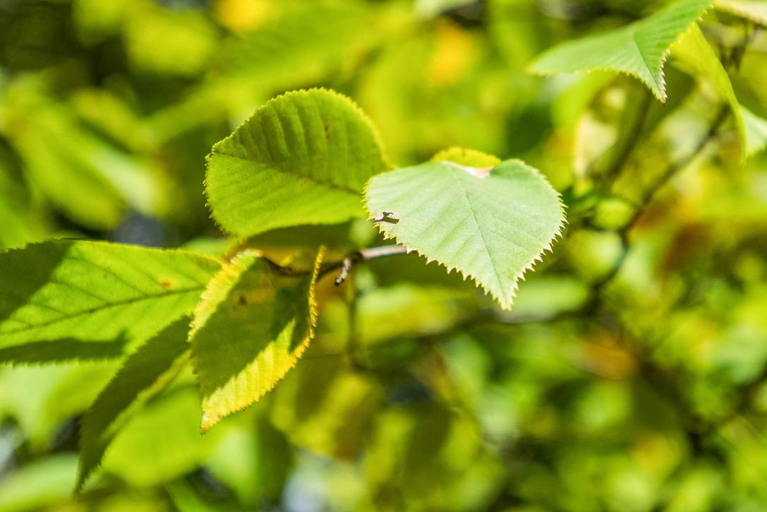 Tree leaves