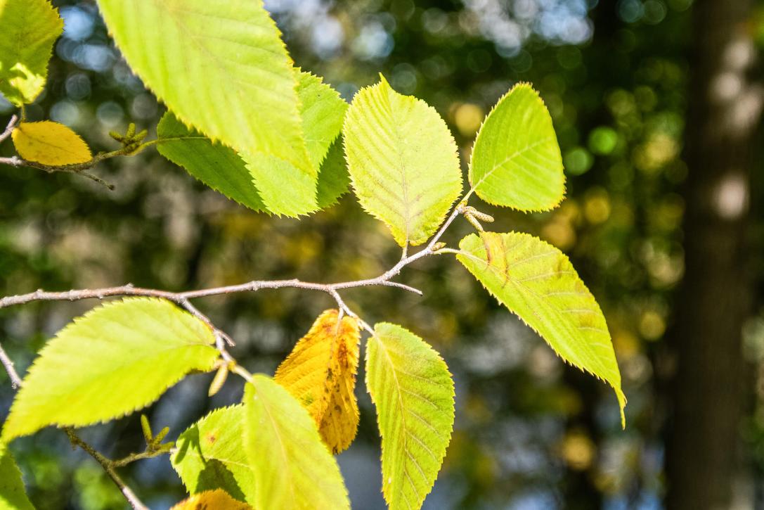 Tree leaves